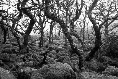 Black A Tor Copse, Dartmoor